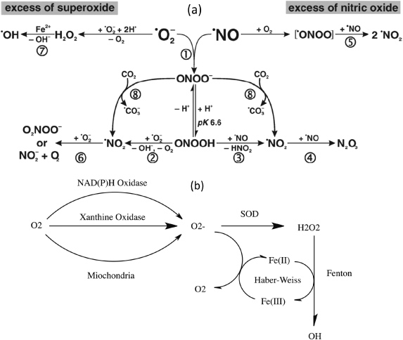 The emerging role of reactive oxygen and nitrogen species in redox ...