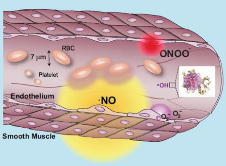 The emerging role of reactive oxygen and nitrogen species in redox ...