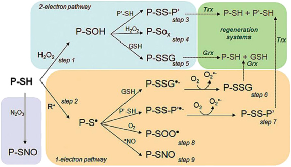 The emerging role of reactive oxygen and nitrogen species in redox ...