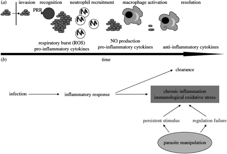 The emerging role of reactive oxygen and nitrogen species in redox ...