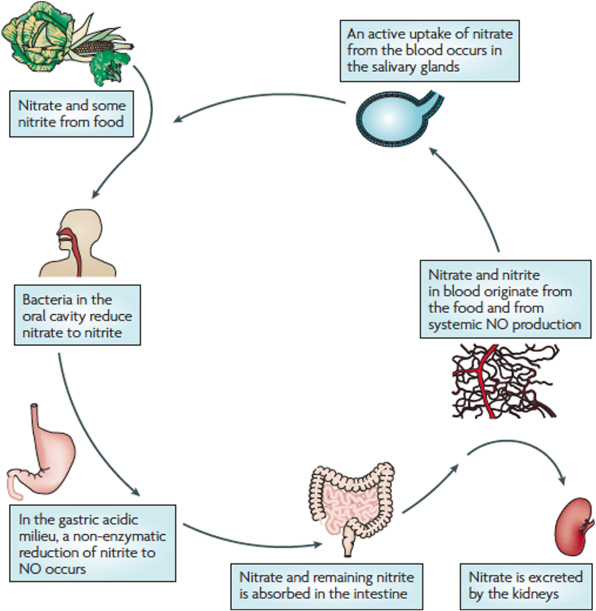 The emerging role of reactive oxygen and nitrogen species in redox ...