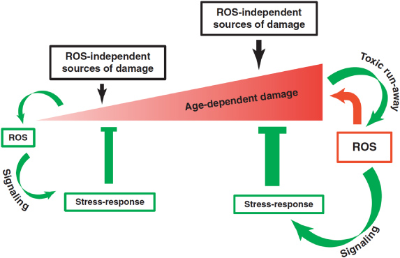 The emerging role of reactive oxygen and nitrogen species in redox ...