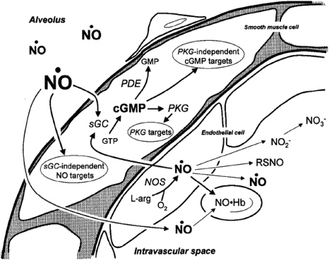 The emerging role of reactive oxygen and nitrogen species in redox ...