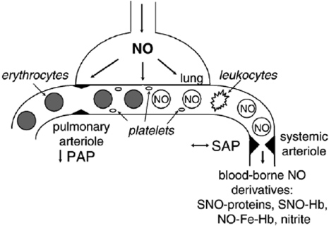 The emerging role of reactive oxygen and nitrogen species in redox ...