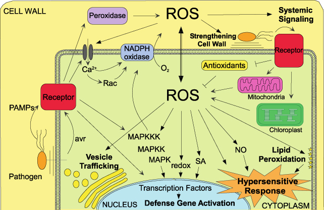 The emerging role of reactive oxygen and nitrogen species in redox ...