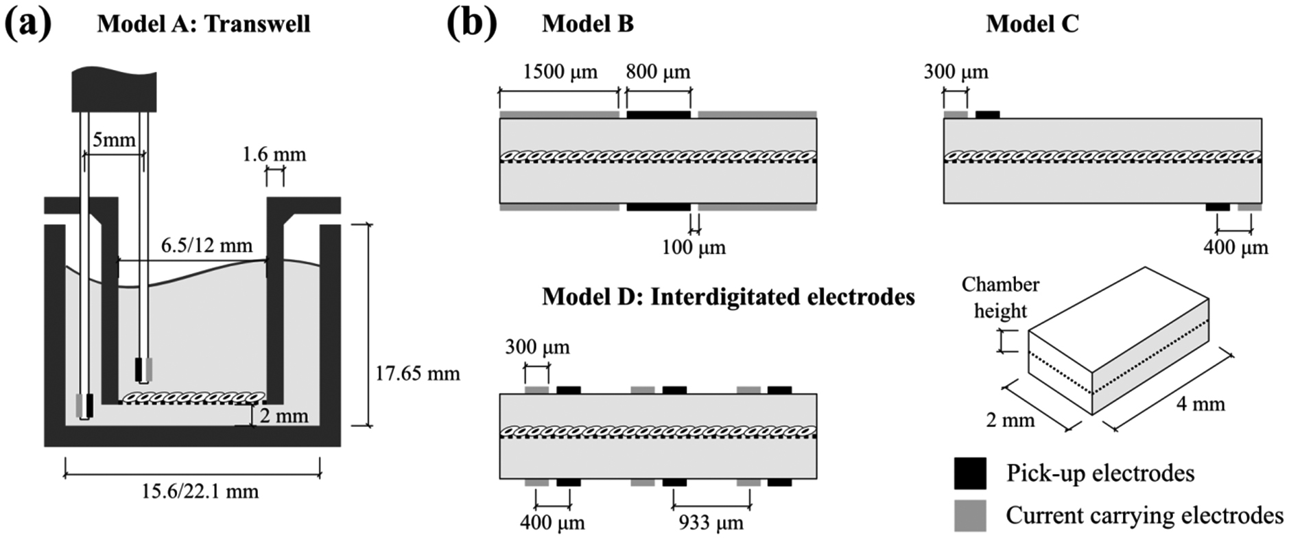 Transwell Drawing Geometric correction factor for transepithelial electrical resistance ...