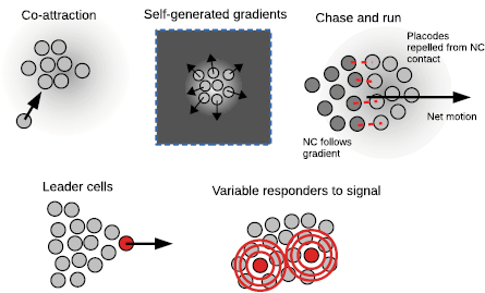 Physical models of collective cell motility: from cell to tissue