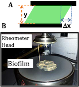 Bioflect Measurements Biofilms and mechanics: a review of experimental techniques and ...