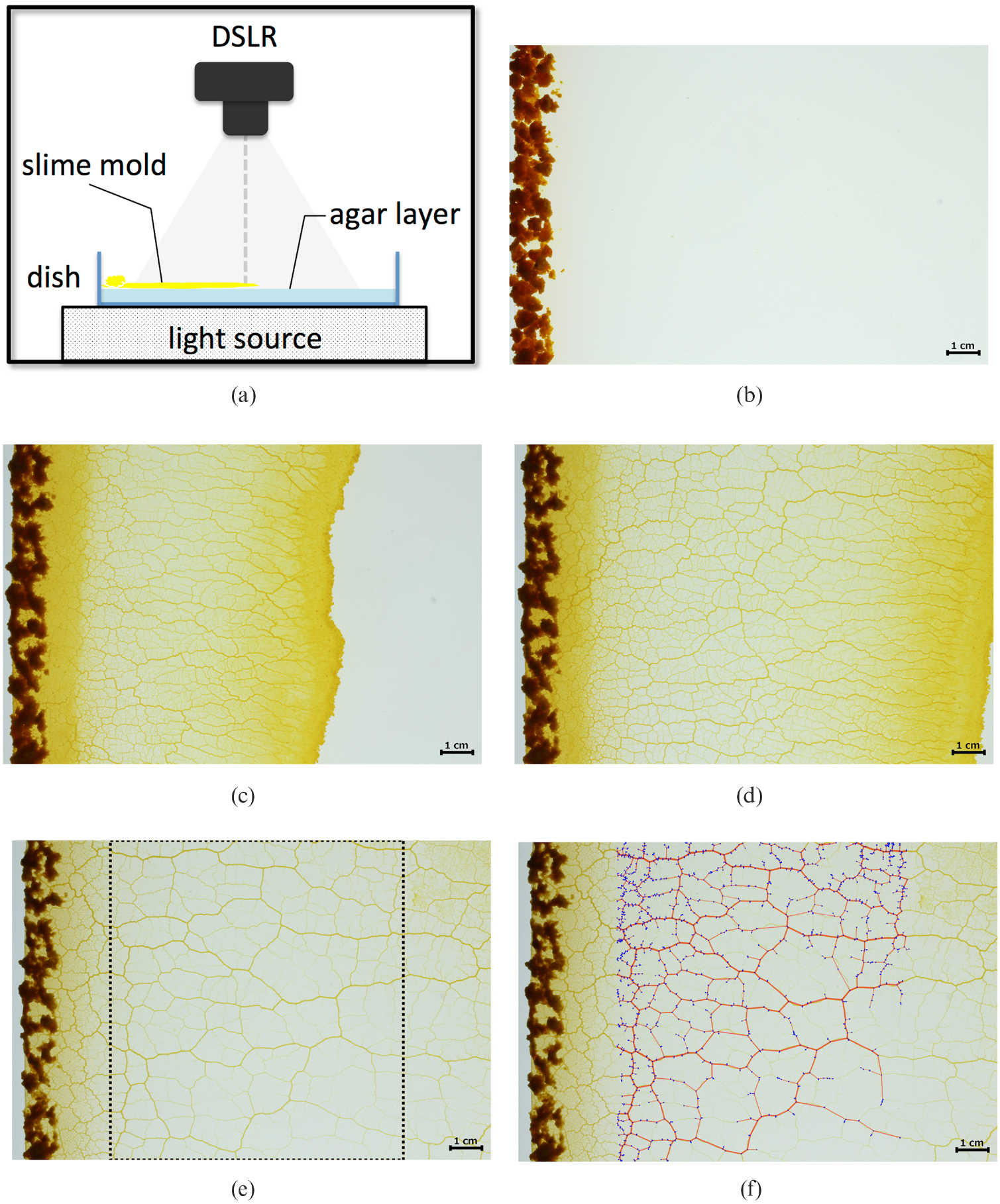 Introducing the slime mold graph repository - IOPscience