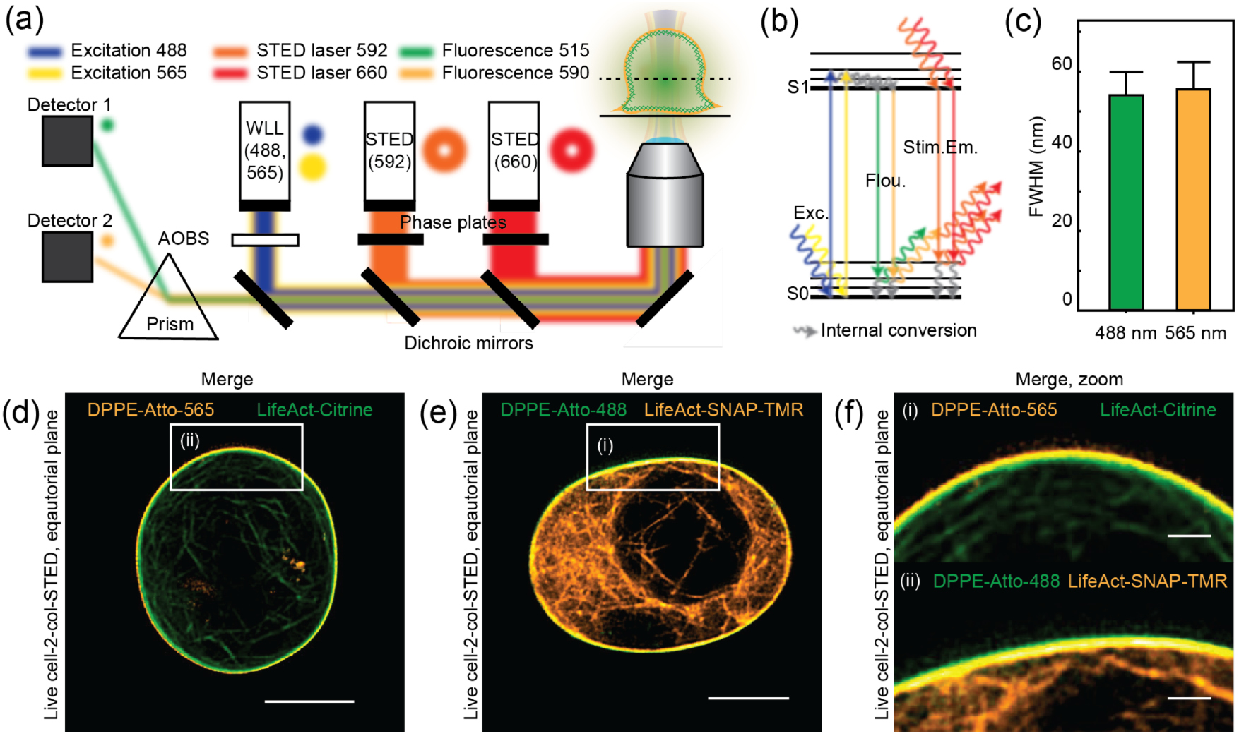Membrane Cortex Complex Dissecting the actin cortex density and membrane-cortex distance in ...