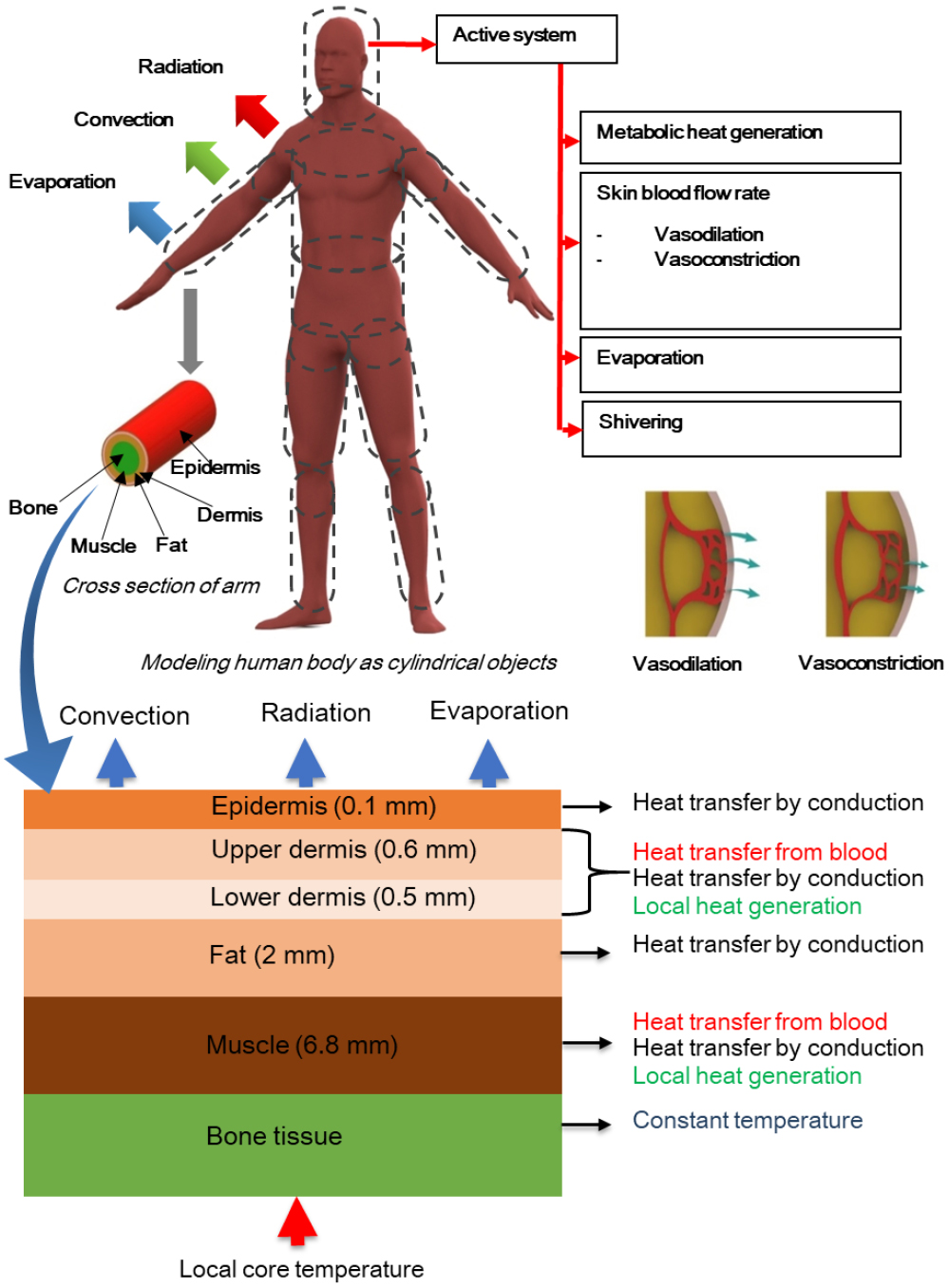 Simplified human thermoregulatory model for designing wearable ...