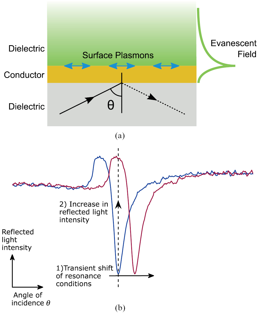 Surface plasmon resonance imaging of excitable cells - IOPscience