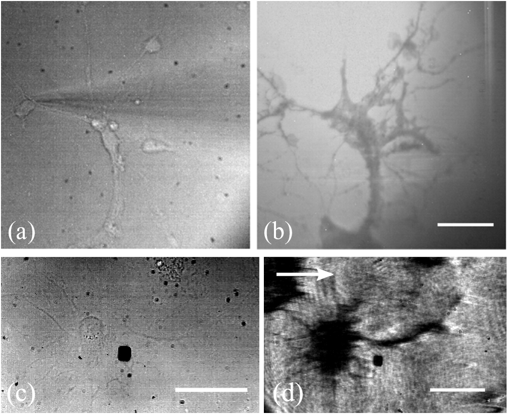 Surface plasmon resonance imaging of excitable cells - IOPscience