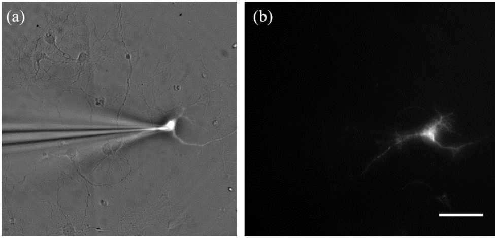 Surface plasmon resonance imaging of excitable cells - IOPscience