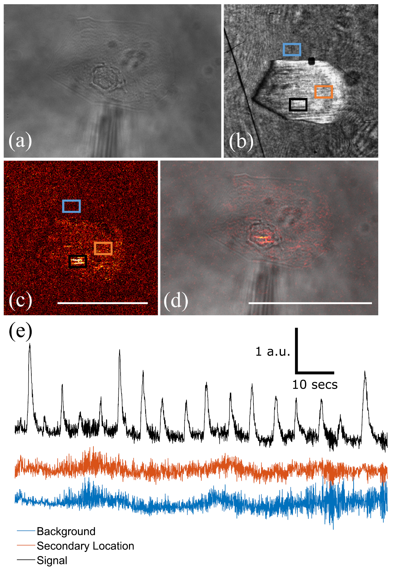 Surface plasmon resonance imaging of excitable cells - IOPscience
