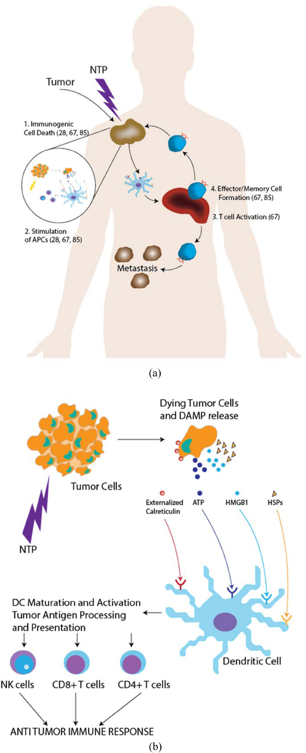 Non-thermal plasma-induced immunogenic cell death in cancer - IOPscience