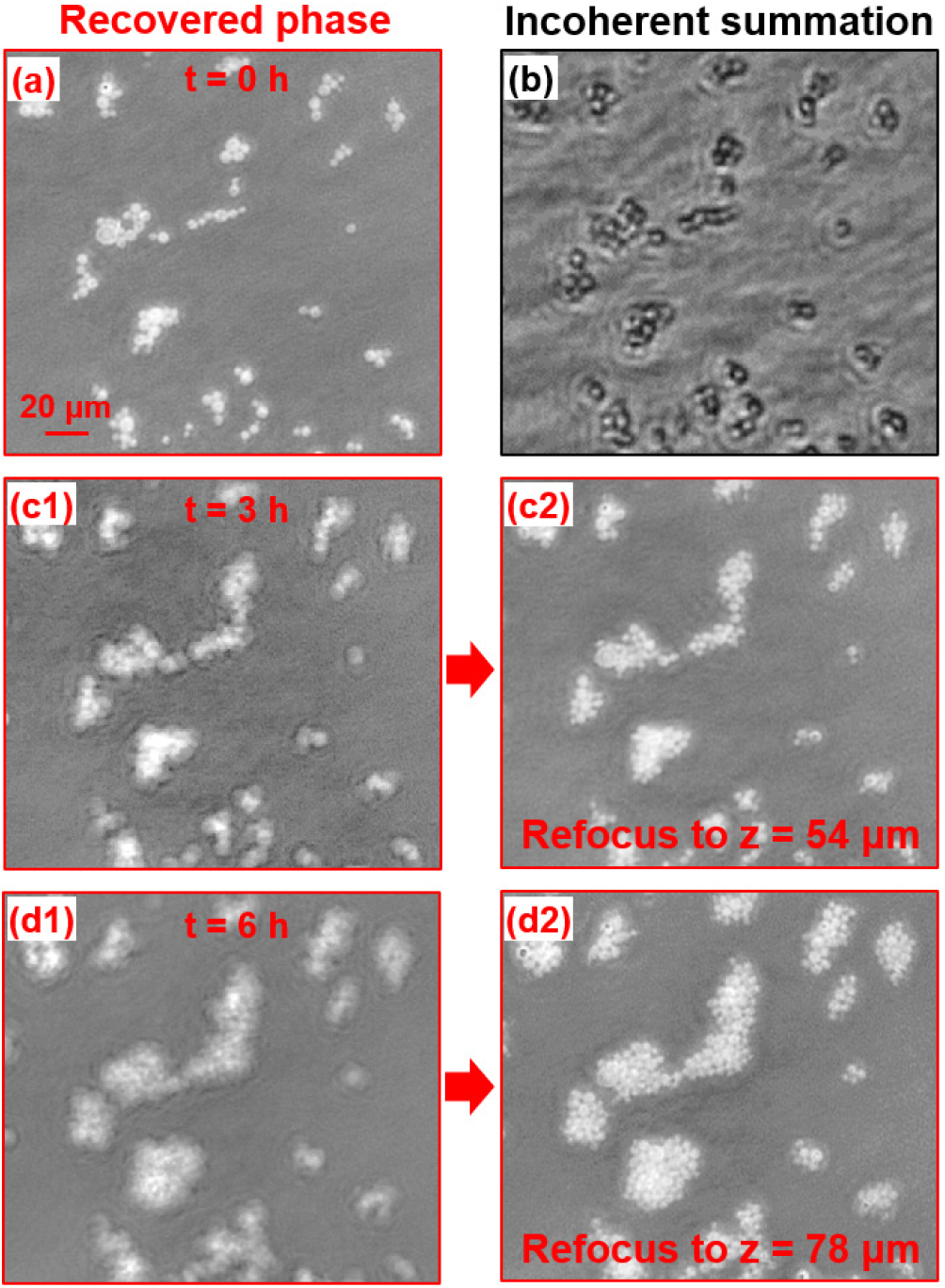 Ptychographic modulation engine: a low-cost DIY microscope add-on for ...