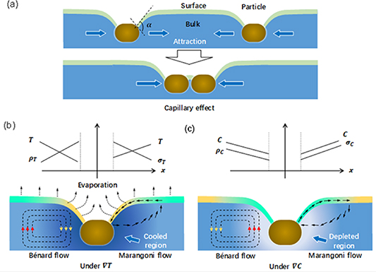 Factors influencing the nucleation and crystal growth of solution ...
