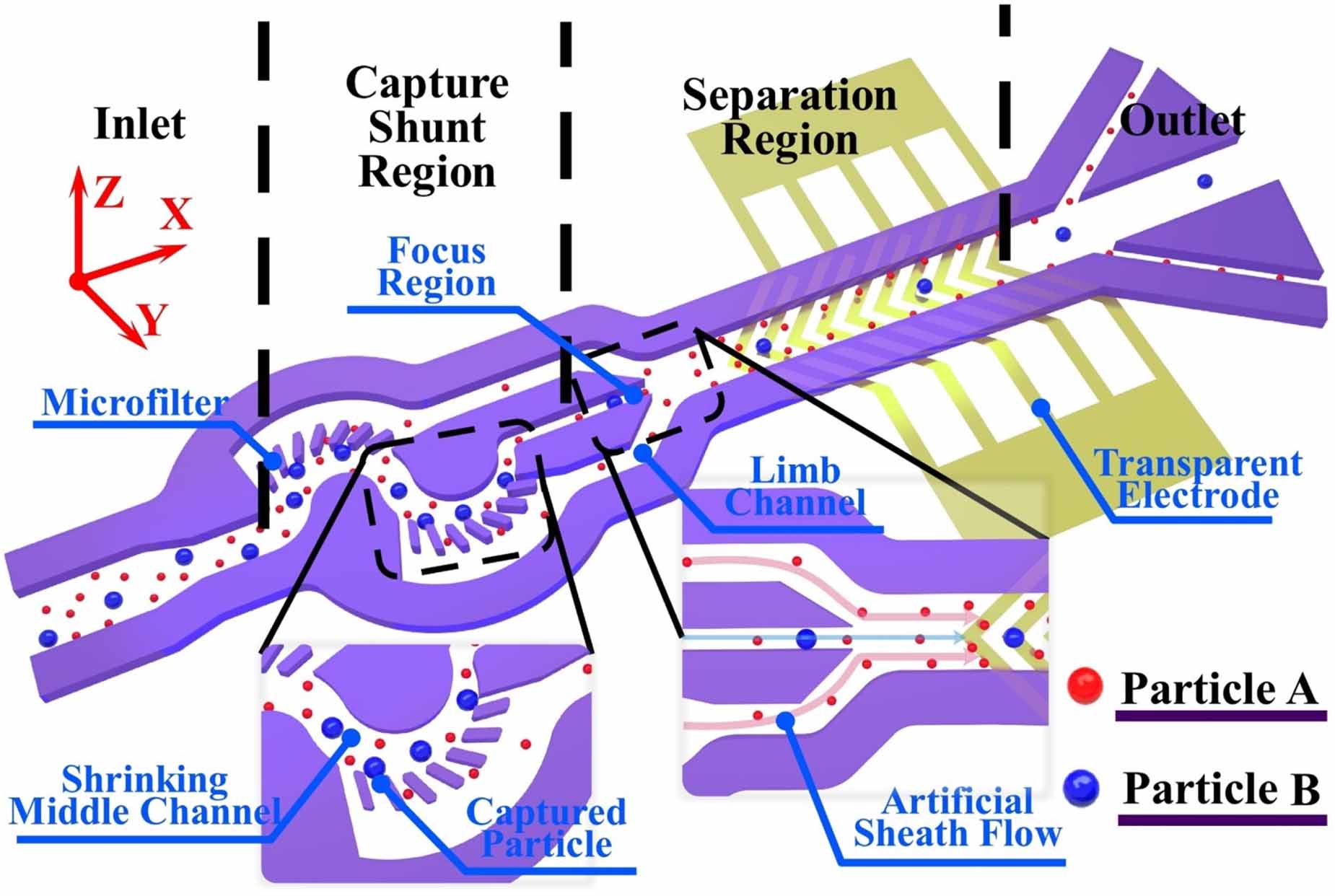 A particle-capturing and -separating, sheathless chip in series with ...