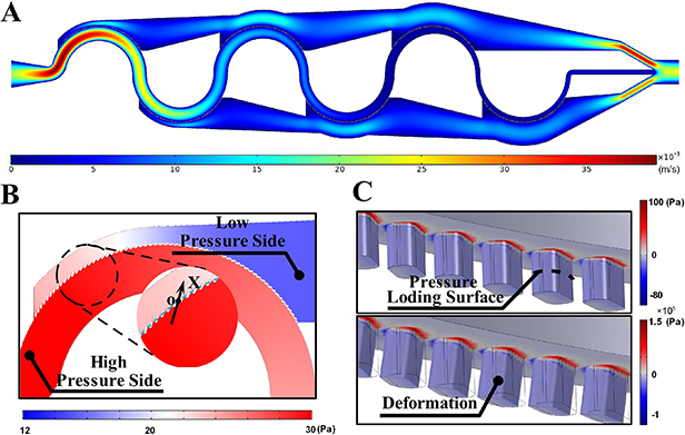 A particle-capturing and -separating, sheathless chip in series with ...