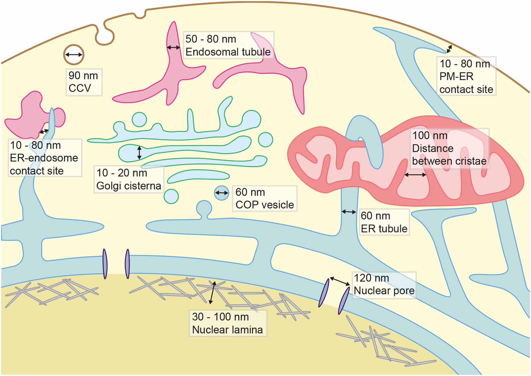 Appreciating the small things in life: STED microscopy in living cells ...