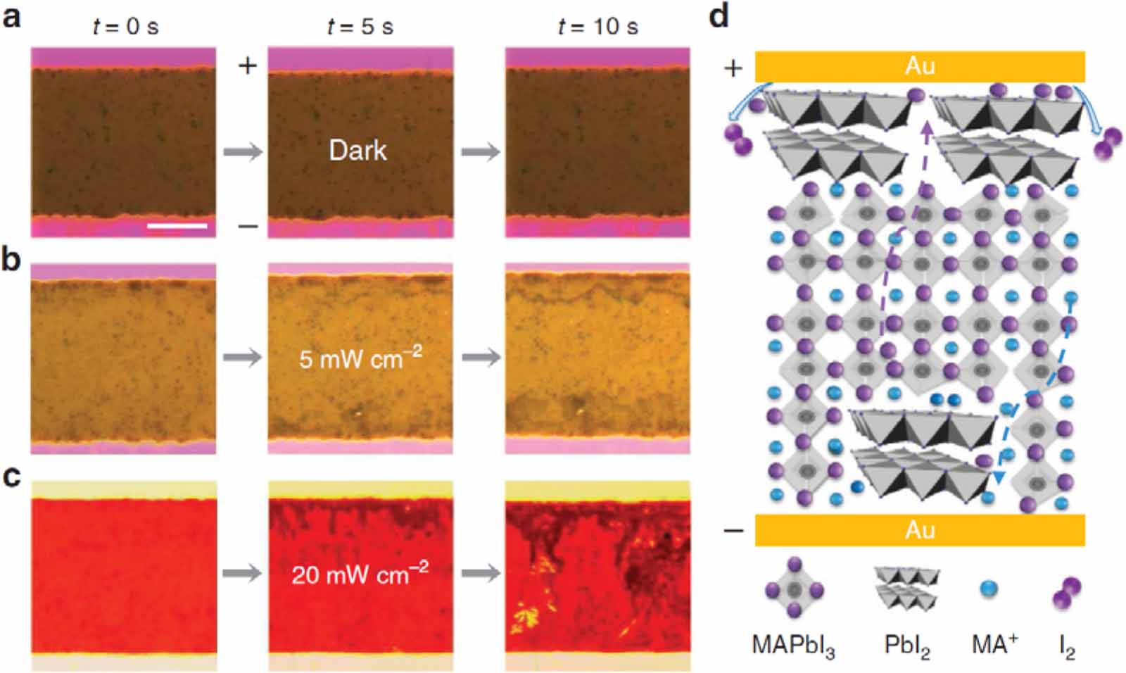 Real-time observation of ion migration in halide perovskite by ...