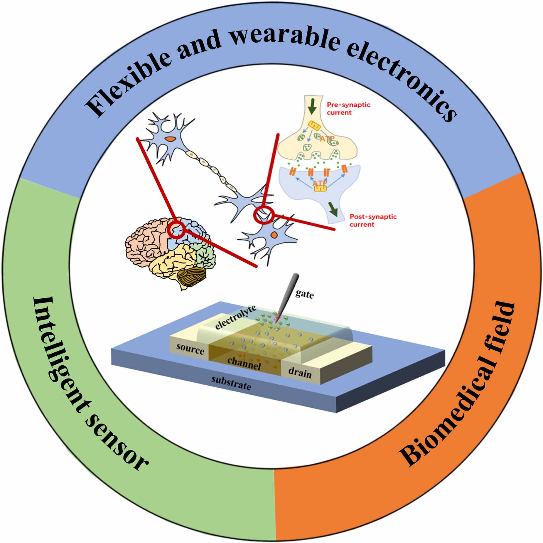 Organic electrochemical transistors toward synaptic electronics ...