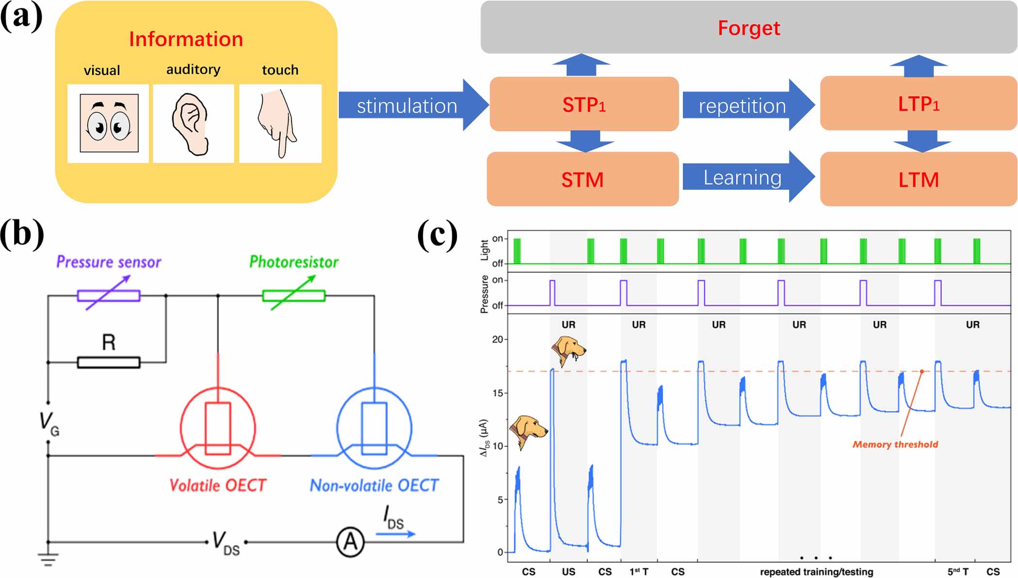 Organic electrochemical transistors toward synaptic electronics ...