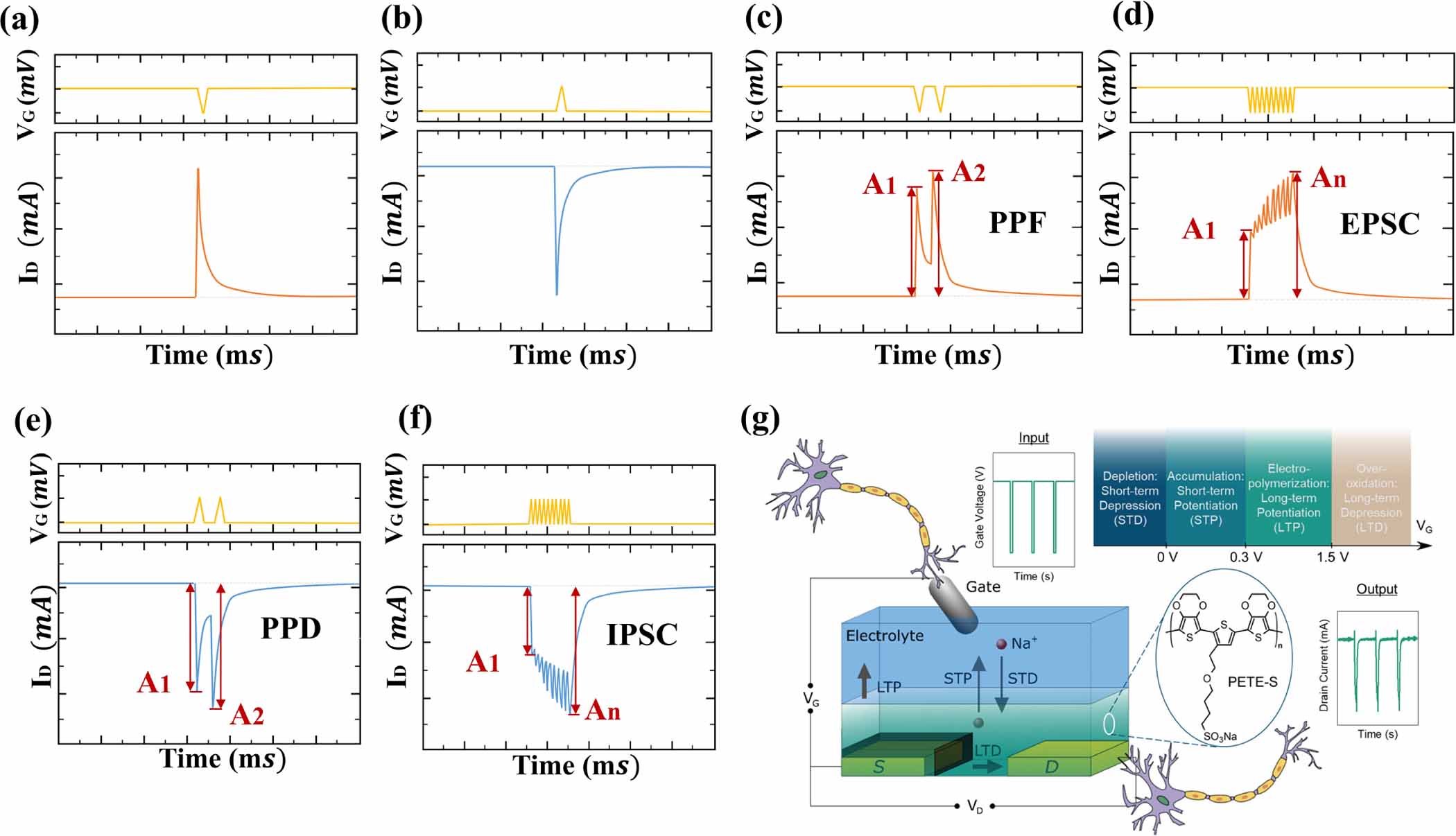 Organic electrochemical transistors toward synaptic electronics ...