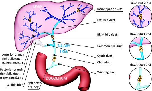 Cold plasma endoscopy applied to biliary ducts: feasibility risk ...