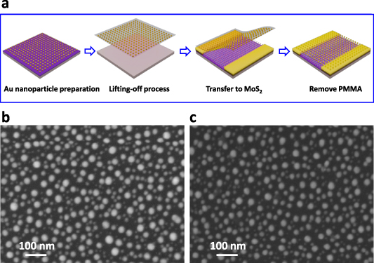 Plasmon resonance-enhanced superior 2D MoS2 photodetector via single ...