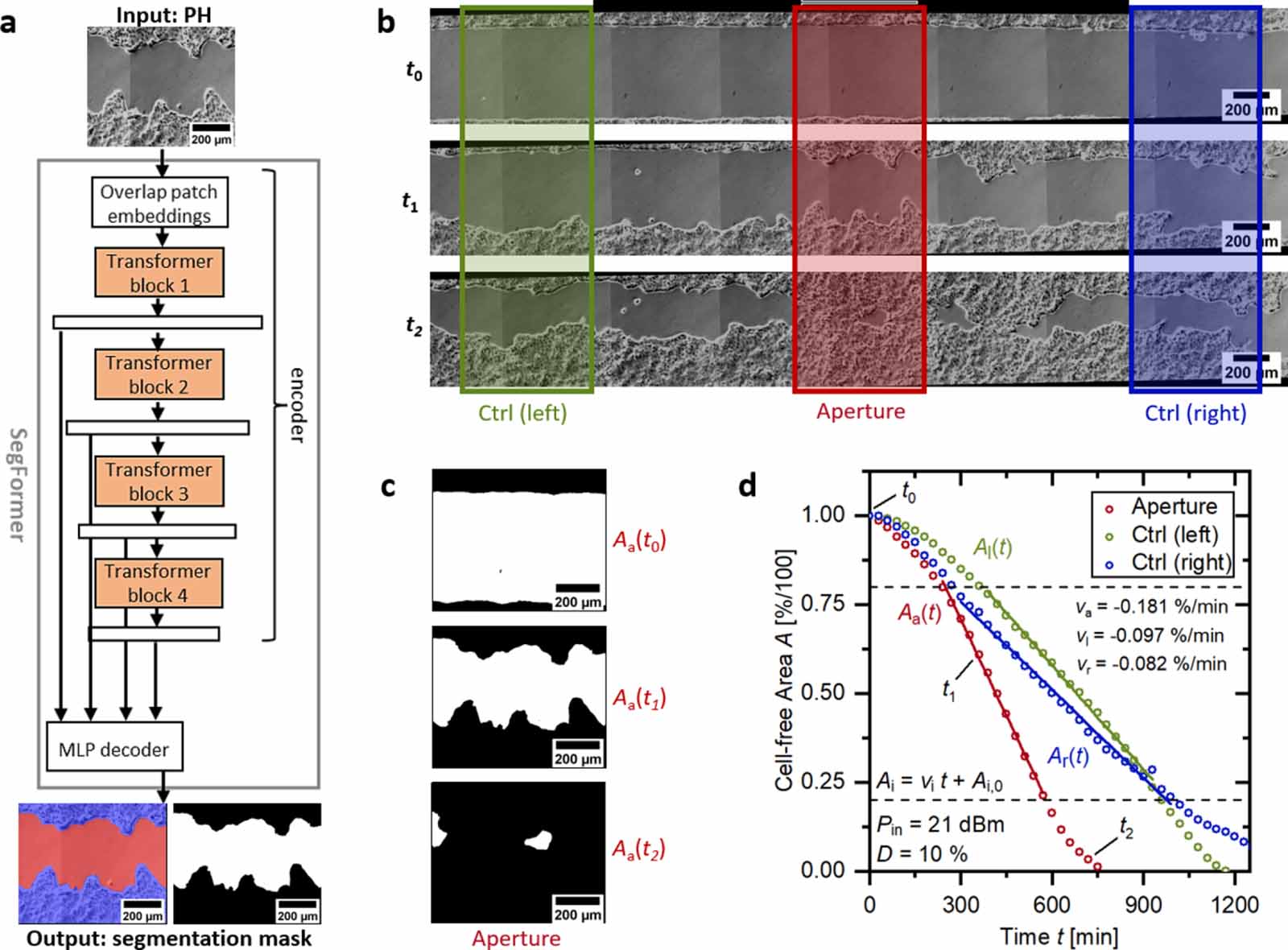 Pulsed surface acoustic waves accelerate wound healing and reveal new ...