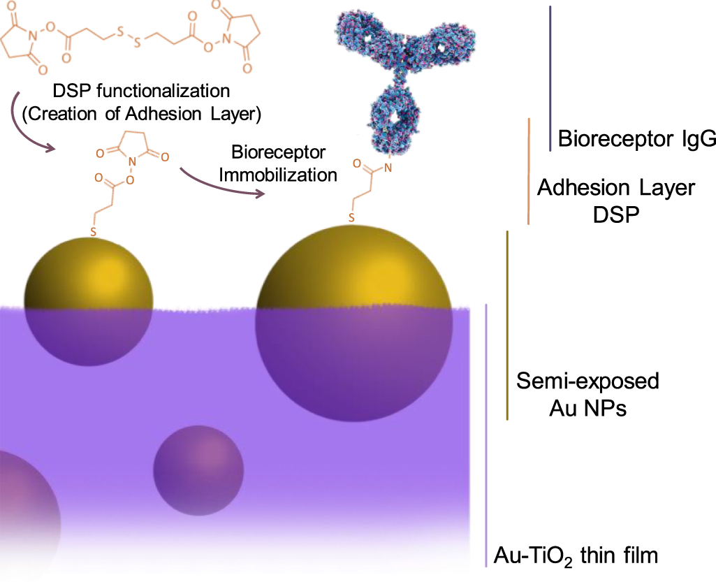 Immobilizing antibody biorecognition layers on Au–TiO2 thin films ...