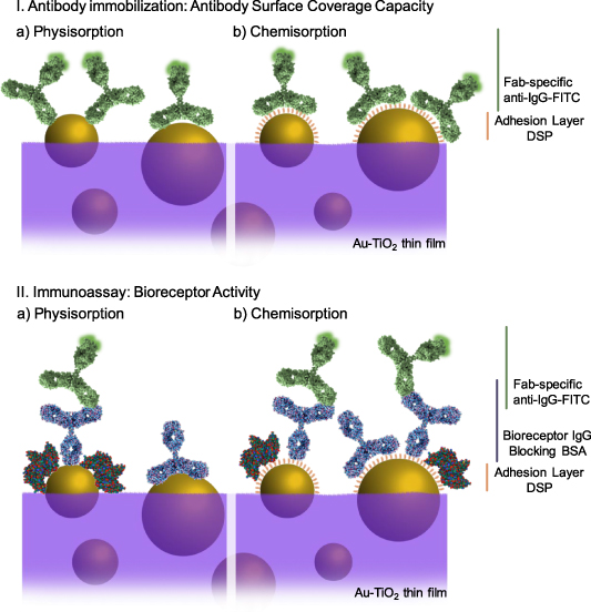 Immobilizing antibody biorecognition layers on Au–TiO2 thin films ...