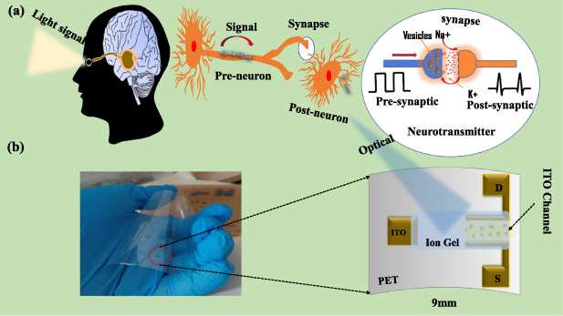 Artificial optoelectronic synapses based on flexible and transparent ...