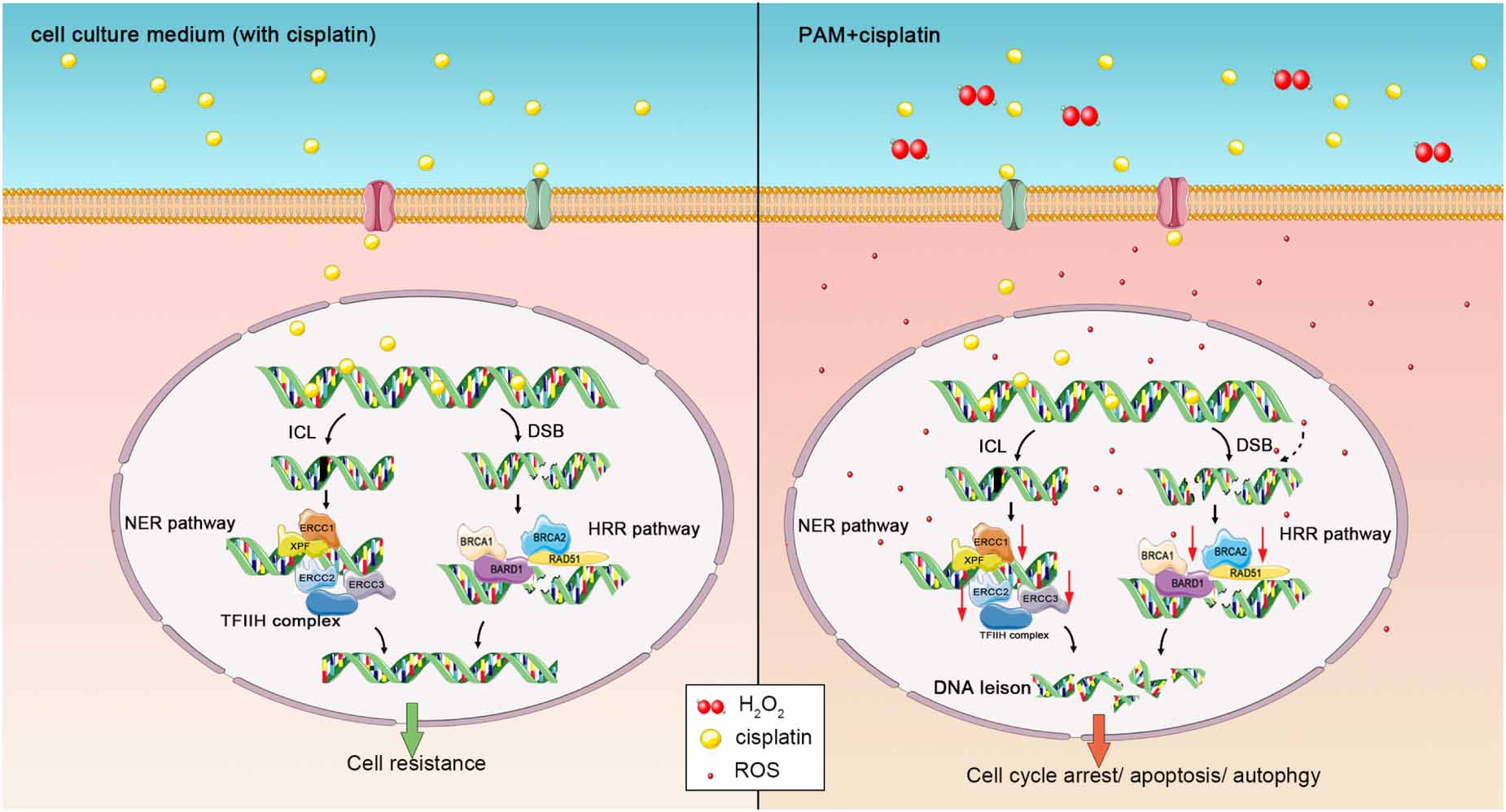 Plasma-activated liquid mediated sensitization of cisplatin in ...