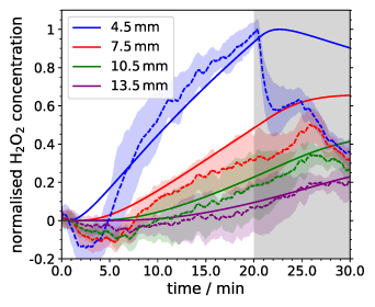 Transportation behaviour of OH and H2O2 in plasma-treated water ...