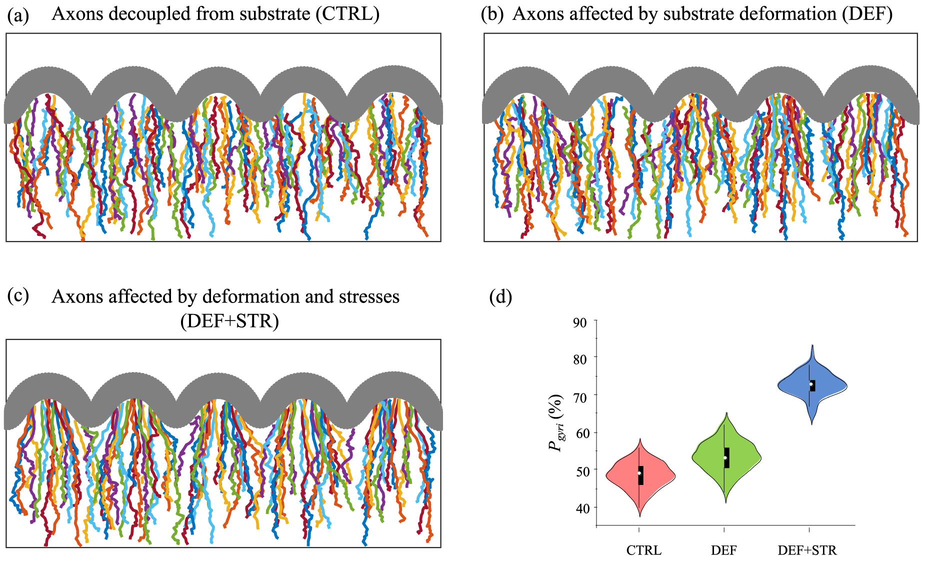 A mechanical model for axon pathfinding in a folding brain - IOPscience