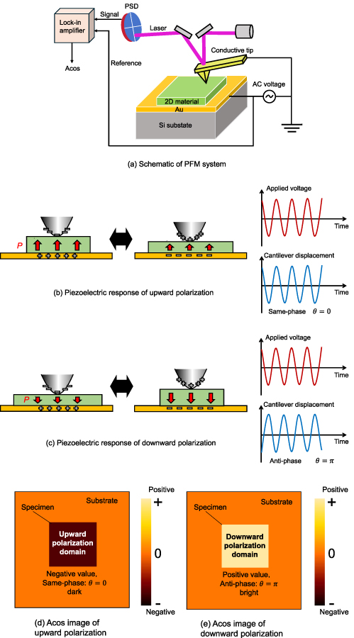 Enhanced piezoelectric response in two-dimensional layered ...