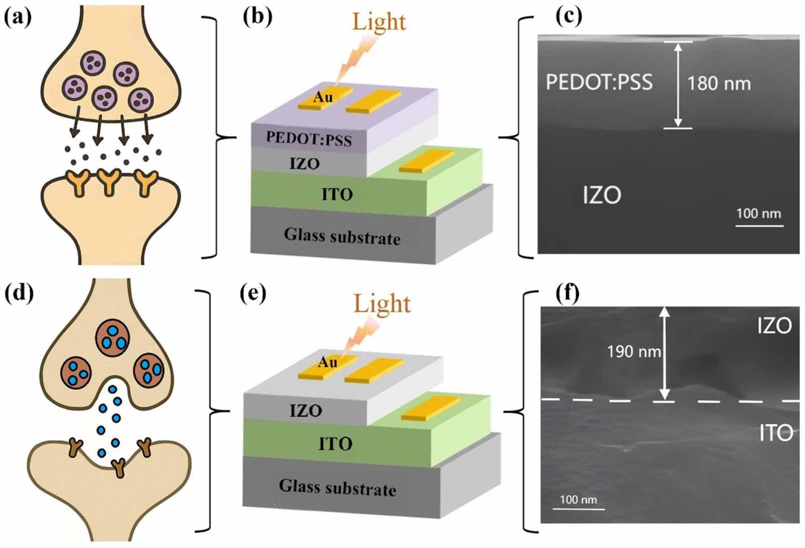Optoelectronic artificial synapse based on solution-processed PEDOT:PSS ...
