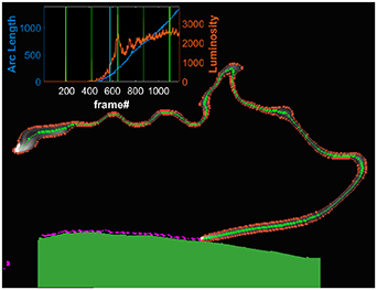 Wind tunnel experiments of long arcs in crossflow: anodic roots and ...