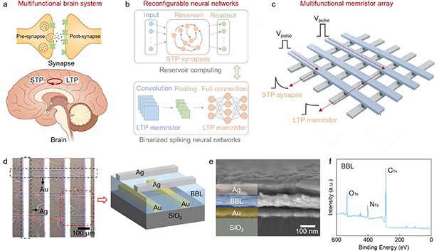 Reconfigurable neuromorphic networks enabled by robust organic ...