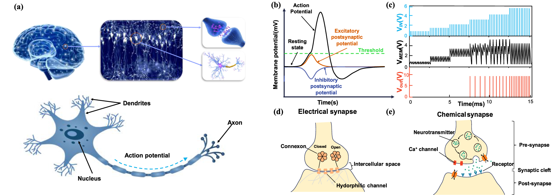 Neuron Sloth Recent progress in neuromorphic computing based on spin–orbit torque ...