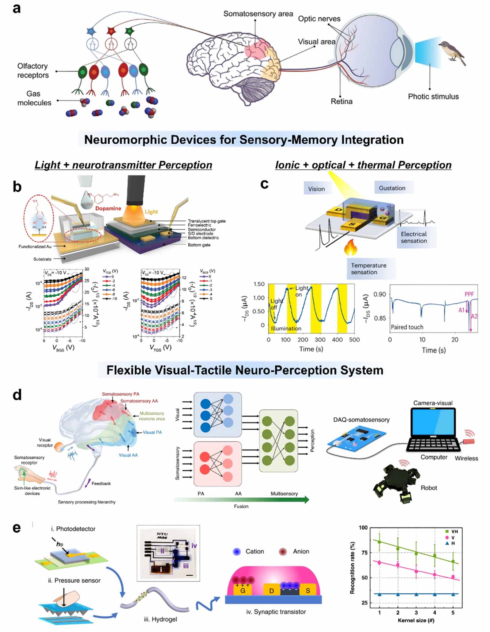 Bioinspired organic artificial sensory systems - IOPscience
