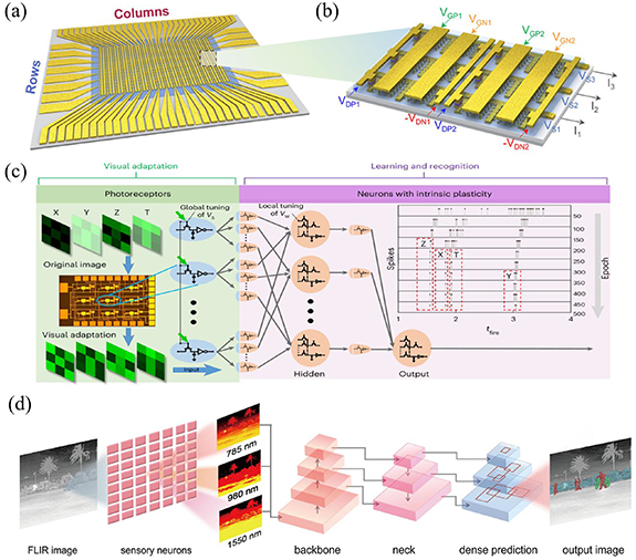 Research progress in artificial synapses based on two-dimensional ...
