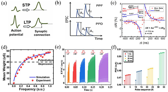 Research progress in artificial synapses based on two-dimensional ...