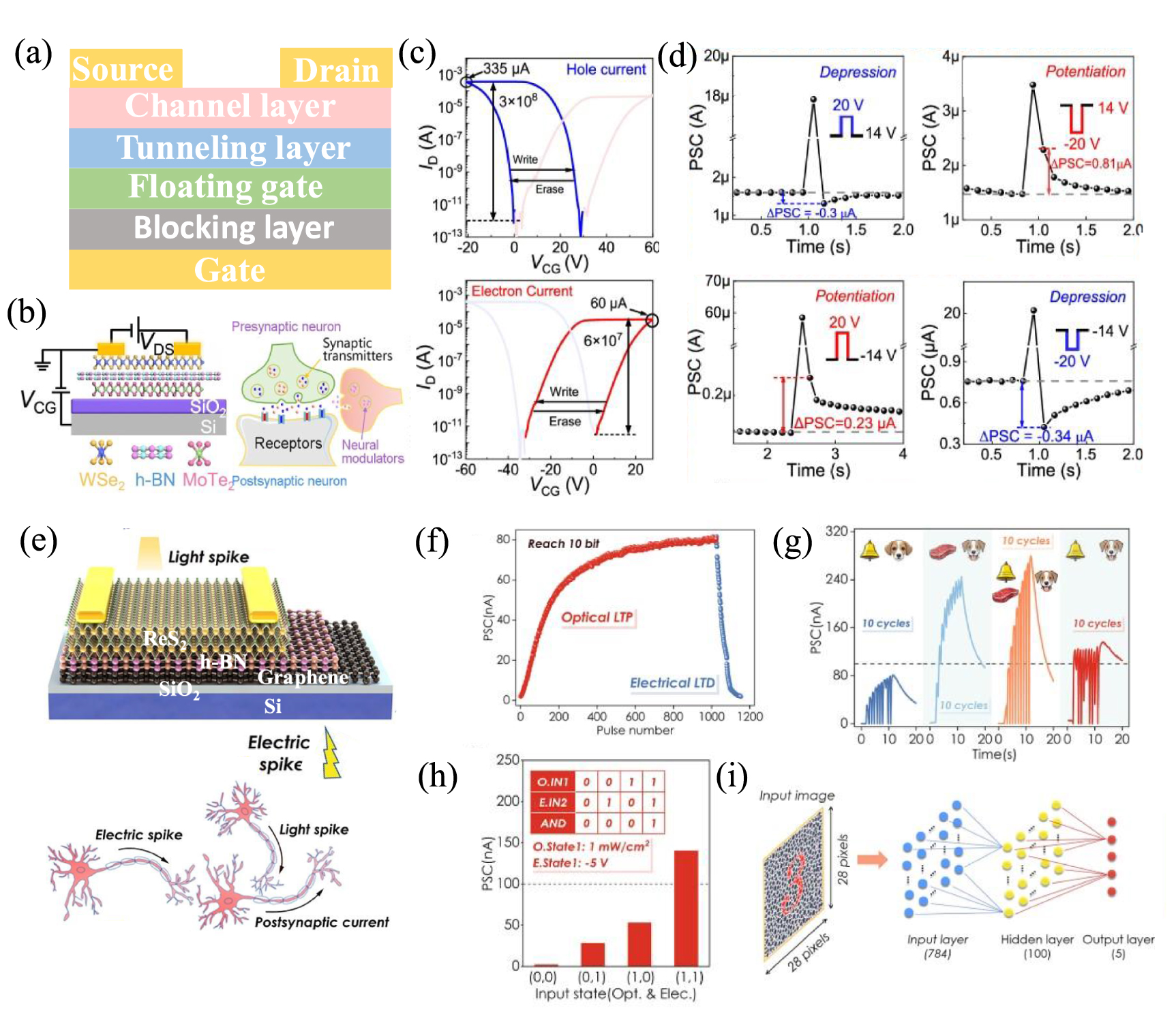 Research progress in artificial synapses based on two-dimensional ...