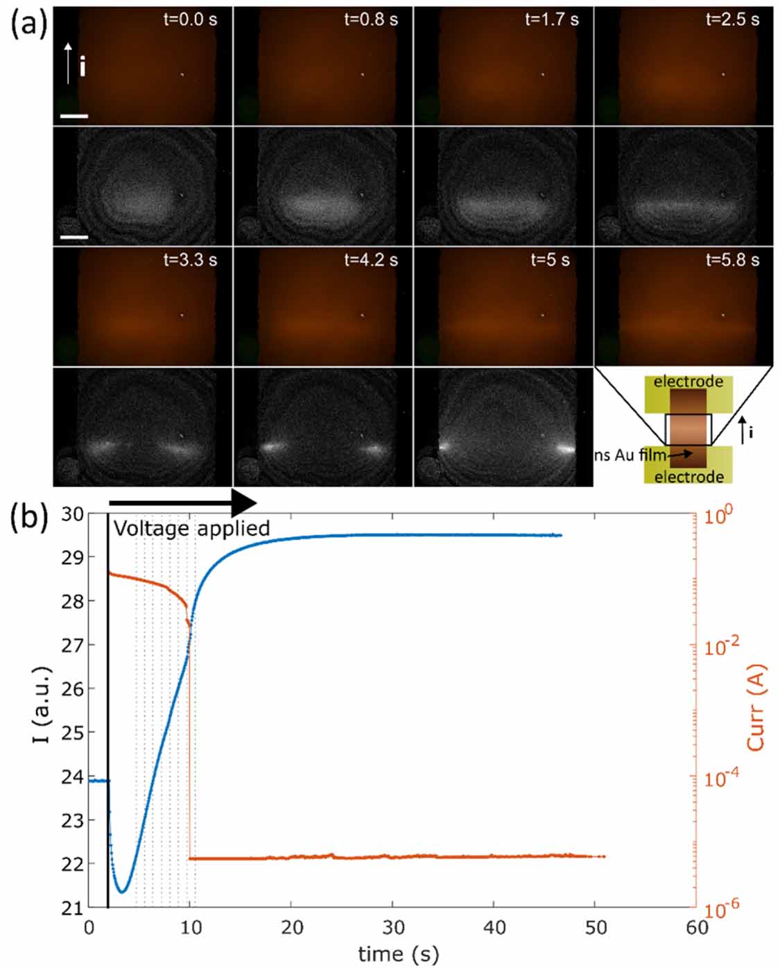 Operando Optical Microscopy Characterization of the reorganization at the microscale of ...