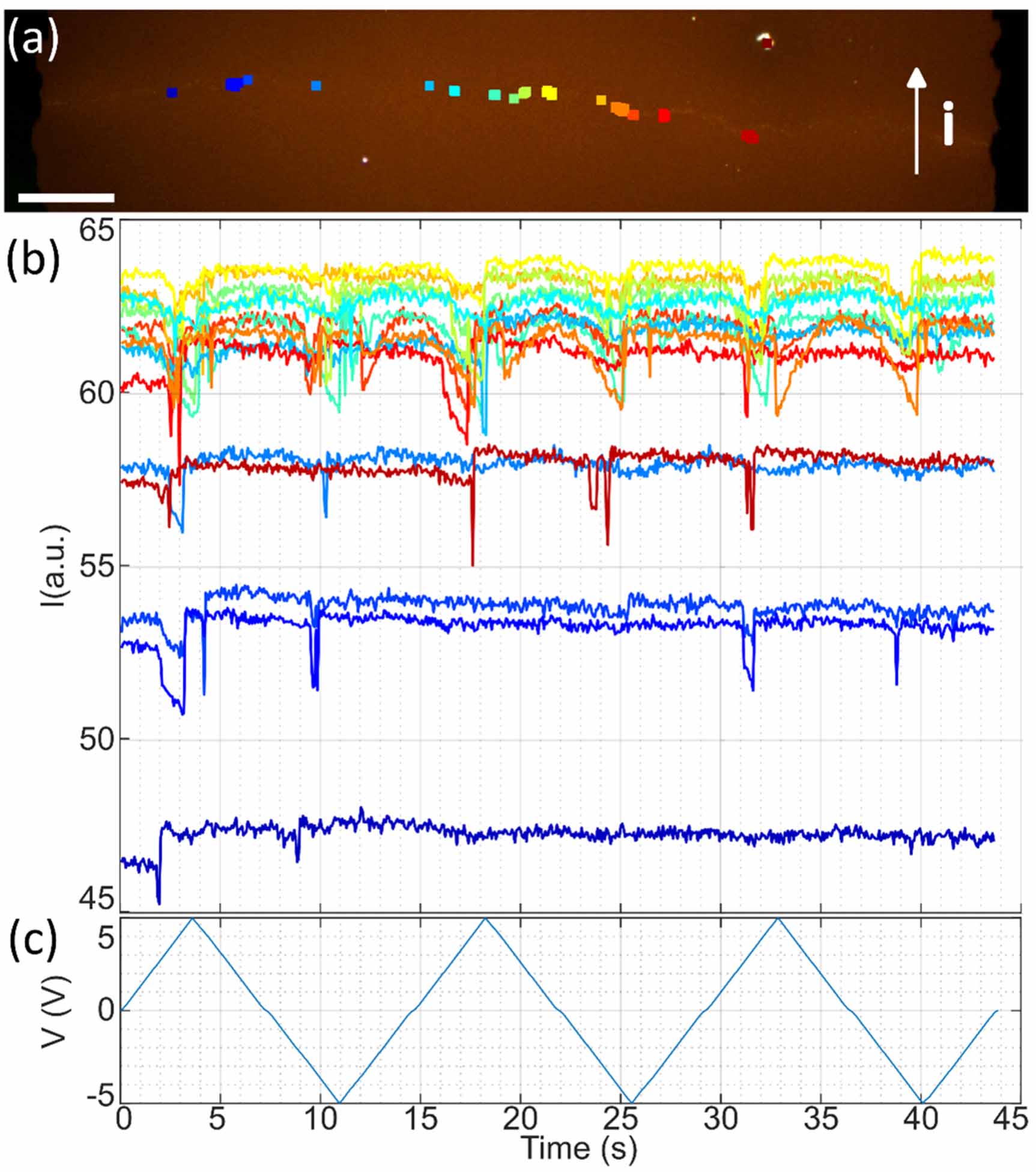 Operando Optical Microscopy Characterization of the reorganization at the microscale of ...