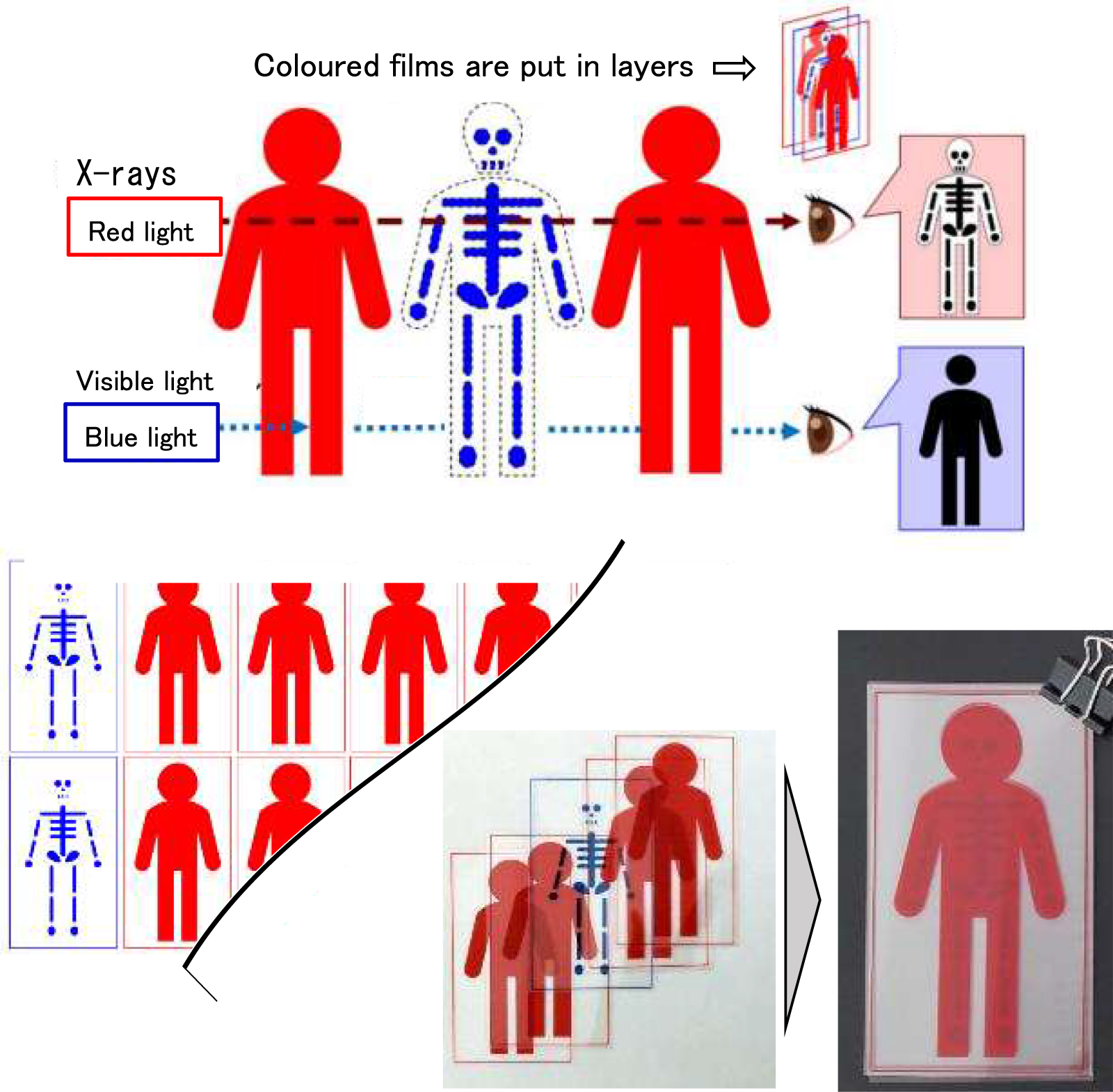 How to illustrate the principal of radiography using three ...